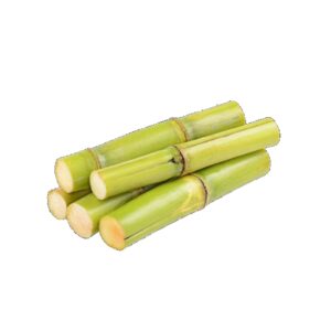 Sugar Cane